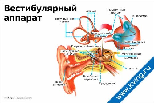 Плохой вестибулярный аппарат. Шарики вестибулярный аппарат. Аппараты для восстановления вестибулярного аппарата. Продукты для вестибулярного аппарата. Вестибулярная пароксизмия.