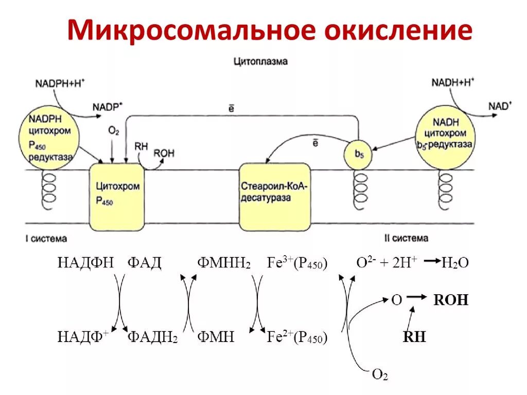 Установите последовательность этапов окисления молекул крахмала. Микросомальное окисление цитохром р450. Микросомальное окисление ксенобиотиков. Схема цепи микросомального окисления. Микросомальное окисление биохимия схема.