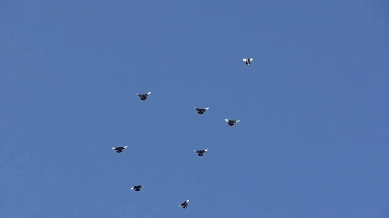 Николаевские голуби ростовская область. Николаевские голуби ростовская область. Голубь николаевский высоколетный. Голуби чернорябые николаевские. Николаевские голуби ростовская область.