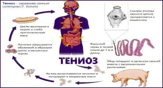 Жизненный цикл свиного цепня паразитология. Механизм заражения свиным цепнем. Патогенез свиного цепня.