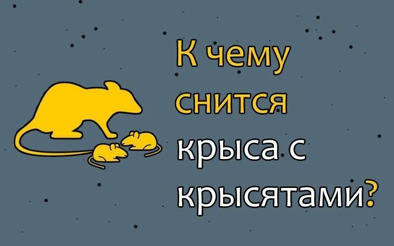 К чему снятся крысы. К чему снится снятся крысы. К чему снятся крысы с крысятами. Сон крыса белая к чему снится женщине