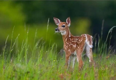 Fawn