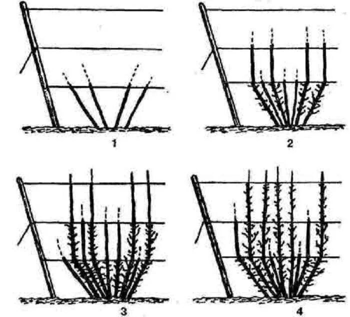 Схема посадка кустов смородины весной. Формирование куста смородины весной. Посадка смородины на шпалере. Обрезка саженцев смородины весной.