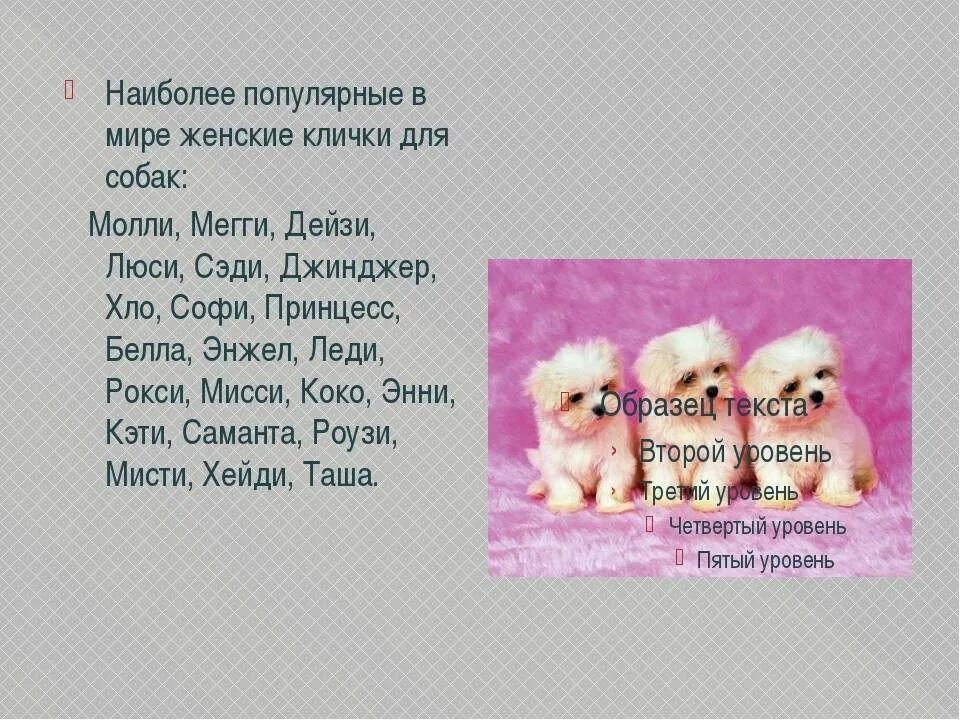 Имена для мальчиков собак маленьких русские. Имена для щенков мальчиков маленьких. Красивые имена для маленьких собачек. Имена для больших собак мальчиков. Имена для собак девочек больших пород.