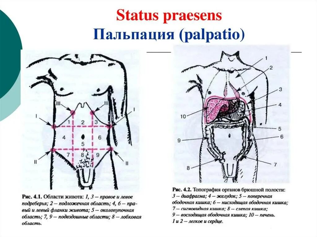 Области на поверхности живота. Проекция печени на переднюю брюшную стенку. Перкуссия печени Образцову-Стражеско. Пальпация органов брюшной полости схемы. Точки перкуссии печени по курлову.