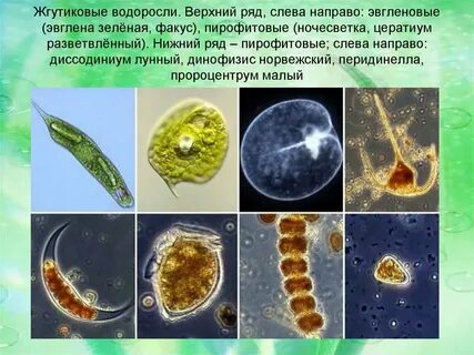 Примеры одноклеточных жгутиковых водорослей
