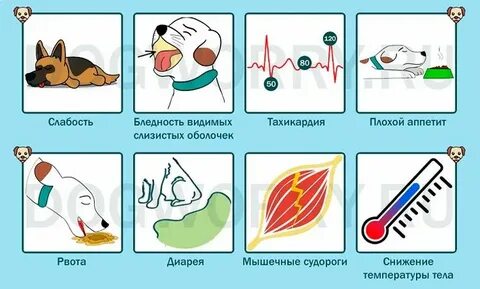 Анемия у собак