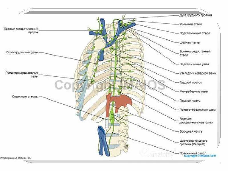 Лимфоузлы пищевода. Грудной лимфатический проток и пищевод. Грудной проток лимфатические узлы. Внутригрудной лимфатический проток анатомия. Грудной лимфатический проток строение.