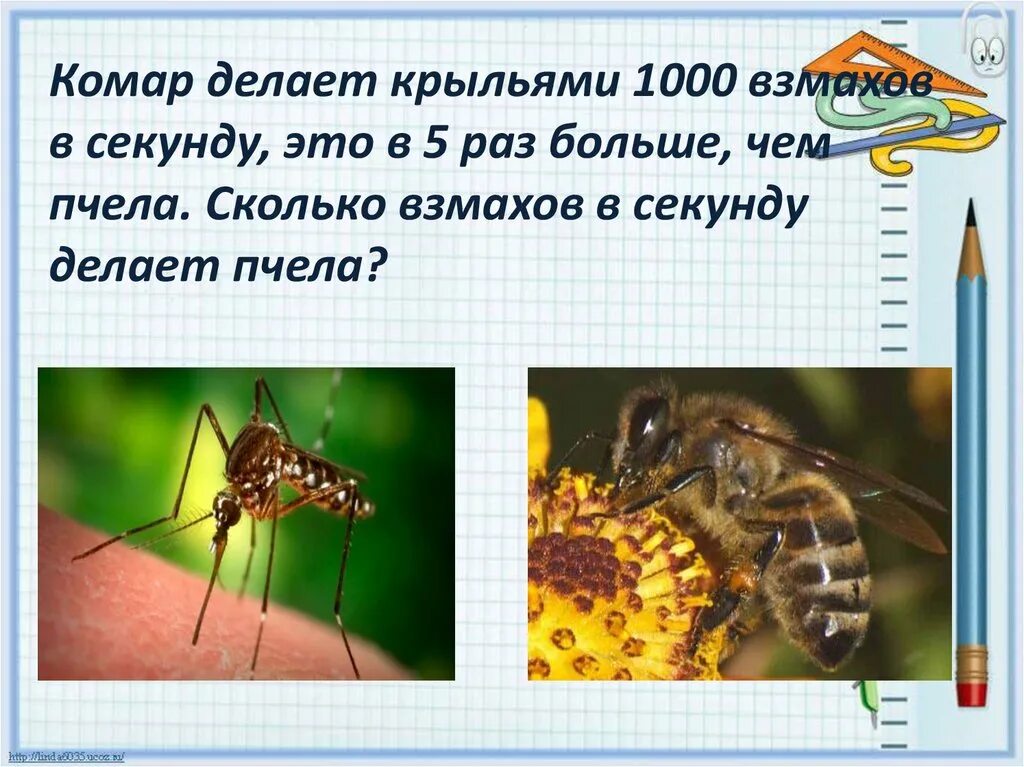Скорость взмахов крыльев пчелы. За время полета муха делает 15000 взмахов. Скорость мухи м/с. Скорость полёта комнатной мухи. За время полета муха делает 15000 взмахов.