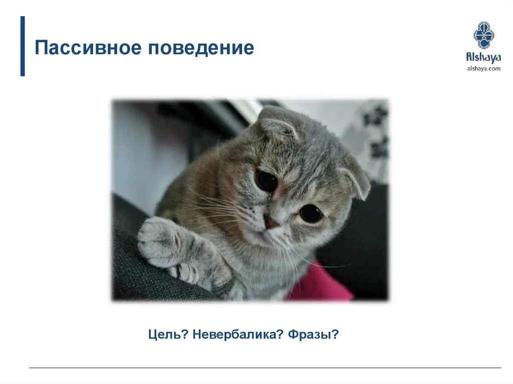 Примеры пассивного поведения. Пассивное поведение примеры. Примеры пассивного поведения. Привмнры пассивной поиуссии. Активное и пассивное поведение.