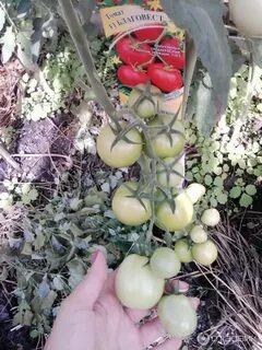 Фото томата благовест