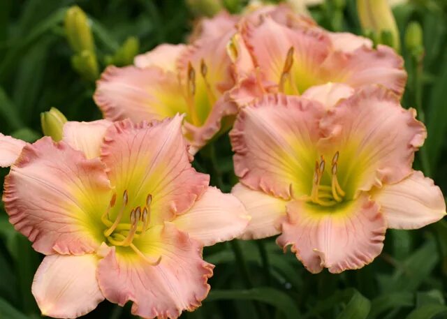 Лилейник хемерокаллис Пинк. Лилейник Hemerocallis Pink. Лилейник Pink Damask (c2). Лилейник Пинк амброзия.