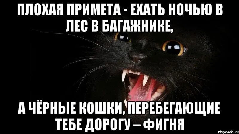 Плохие примет. Плохие приметы. Плохая примета ехать ночью в лес. Черный кот плохая примета. Плохая примета прикол.
