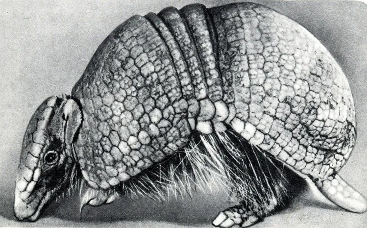 Акимушкин броненосцы. Броненосец животное из пластилина. Броненосцы (cingulata. Броненосец строение тела. Armadillo.