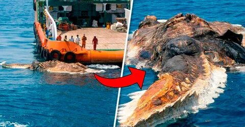 Massive sea creatures washed ashore terrify seafarers. 