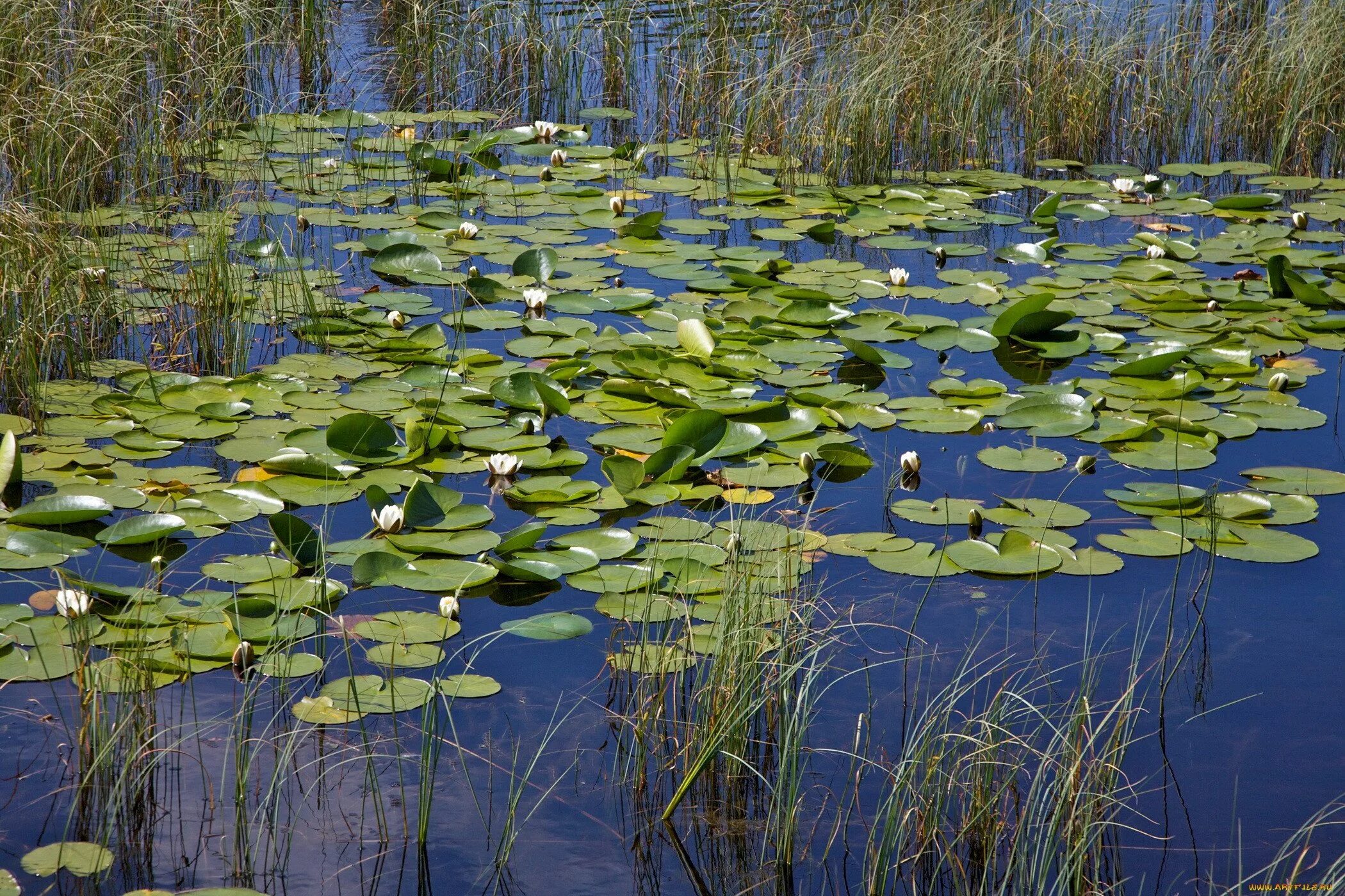 Камыш прибрежно-водные растения. Пресные водоемы естественные и искусственные. Кувшинки на клязьме. Чистый водоем. Кувшинки рогоз.