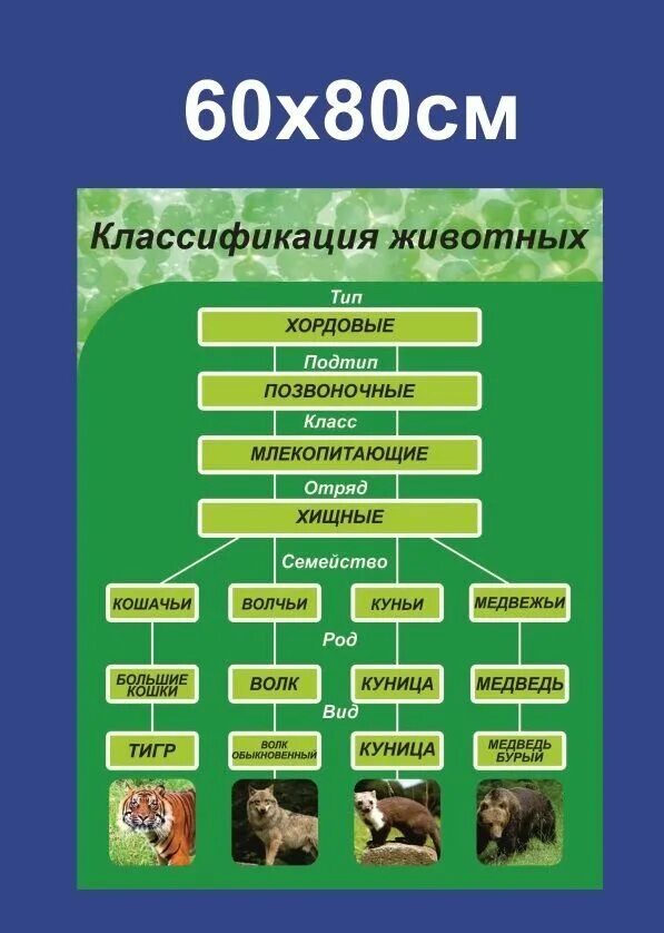 Кто предложил классификацию животных. Классификация животных. систематика животных. классификация животных таблица. классификация животных схема.