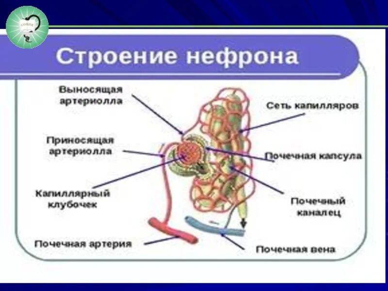 Какие структуры нефрона. Мочевыделительная система человека строение нефрона. строение и функции нефрона кратко. строение нефрона человека. строение почки и нефрона рисунок.