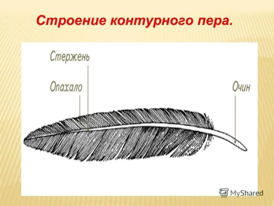 Контурное перо строение рисунок. Строение контурного пера птицы рисунок. Строения контурного пера у птиц и его основные части. Схема строения контурного пера птицы. Расположение перьев у птиц