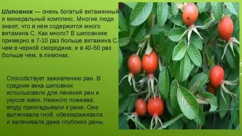 Шиповник класс растения