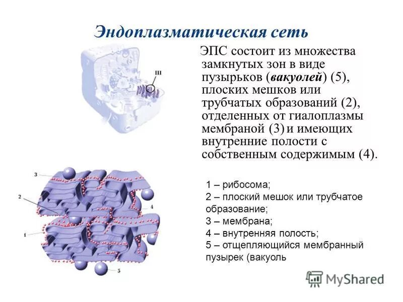 Образует мембрану вакуоли. Образует мембрану вакуоли