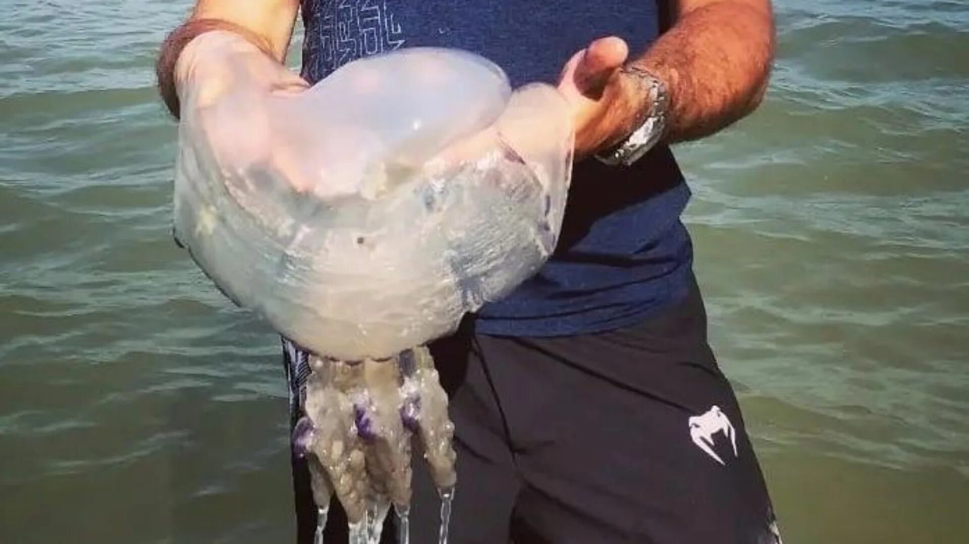 Медуза корнерот в черном море. Медуза корнерот в черном море. Медуза корнерот. Черноморская медуза корнерот. Медуза корнерот в черном море.