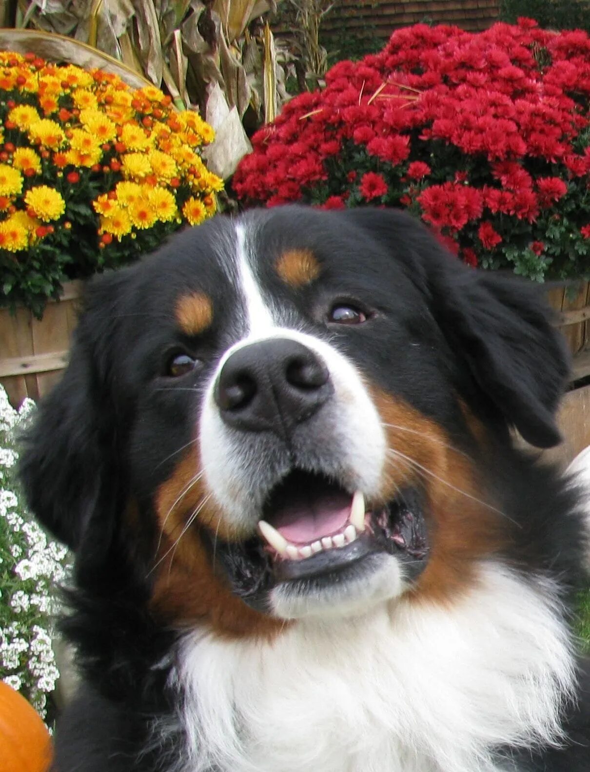 Сенбернар бенедиктин. Маламут тибетский мастиф. Порода собак леонбергер. Сенбернар райттес бренди беар. Тибетский мастиф.