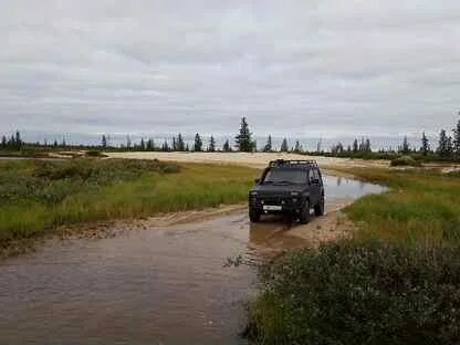 Нива янао