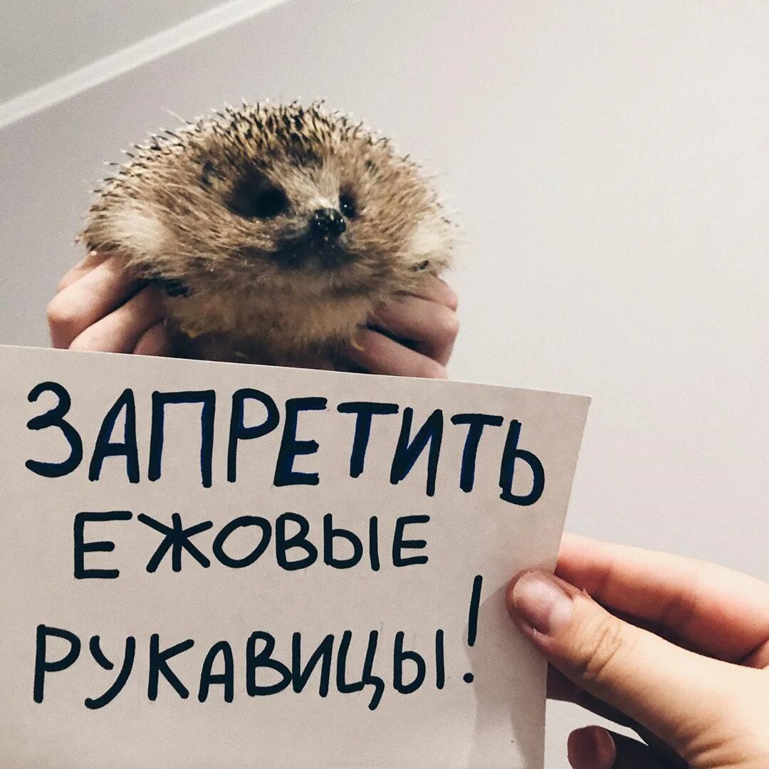 Ежовый предложение