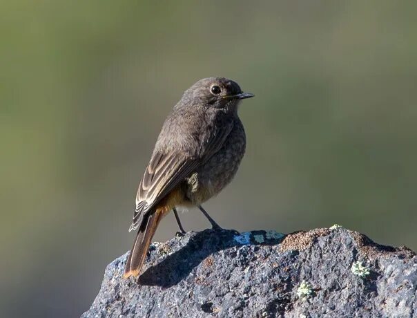Горихвостка-лысушка, Phoenicurus phoenicurus phoenicurus, . Flickr