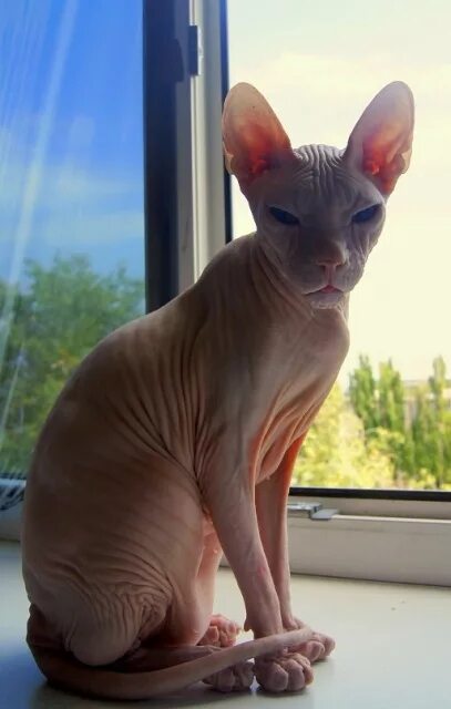 канадский сфинкс бежевый. донской сфинкс котята. донской сфинкс бамбино. канадский сфинкс. Allegra sphynx.