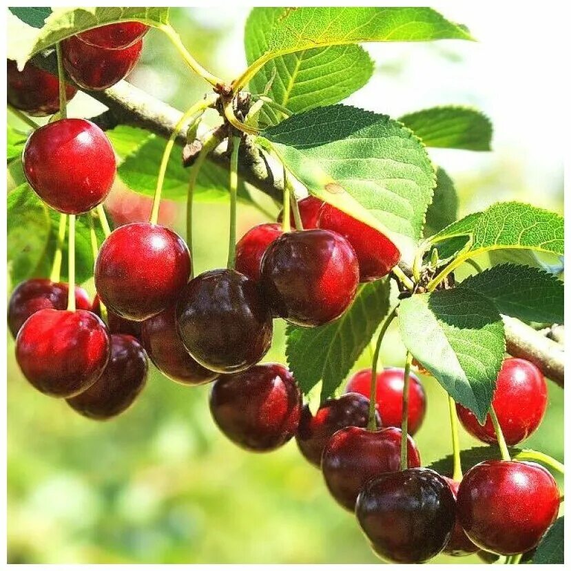 вишня ашинская описание сорта