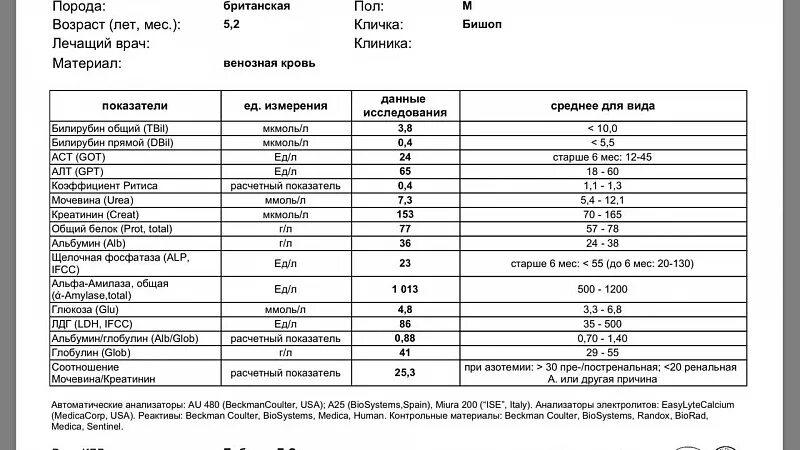 Как правильно сдать креатинин. Показатели анализа крови расшифровка биохимия билирубин. Показатели анализа мочи , крови , биохимии. Биохимический анализ крови билирубин показатели нормы. Биохимические показатели в норме билирубин.