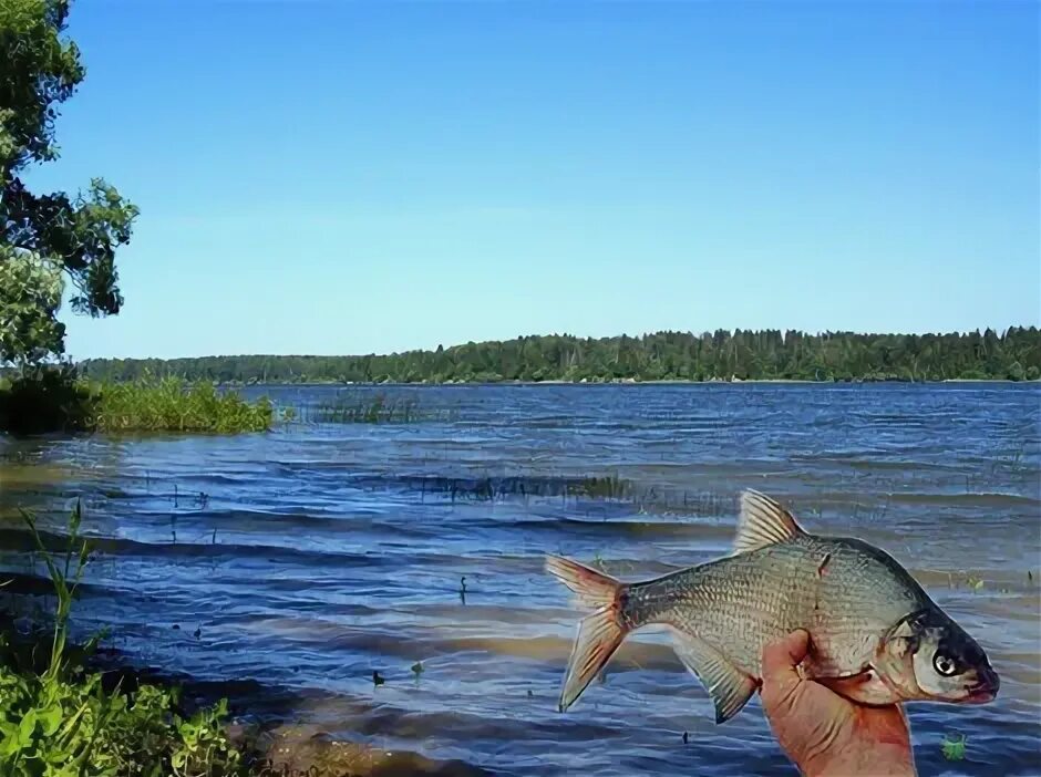 Истринское водохранилище рыбалка. Рыбалка река Раменка Истринское водохранилище. Истра водохранилище рыбалка. Истринское водохранилище Тофик.