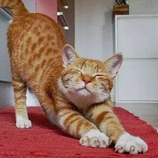 Кот подтягивается