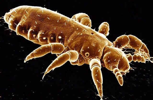All About Cat Lice Great Pet Care
