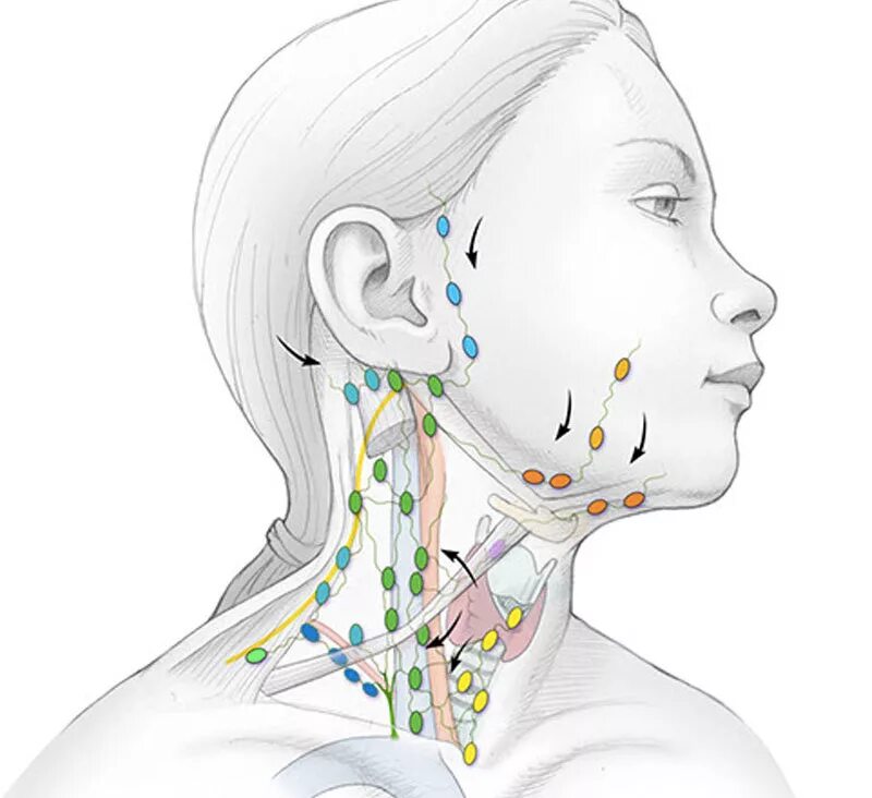 Есть ли лимфоузлы. Ли\лимфатическая система. Подчелюстные лимфатические узлы схема. Лимфатическая система лица анатомия. Шейные лимфоузлы схема.
