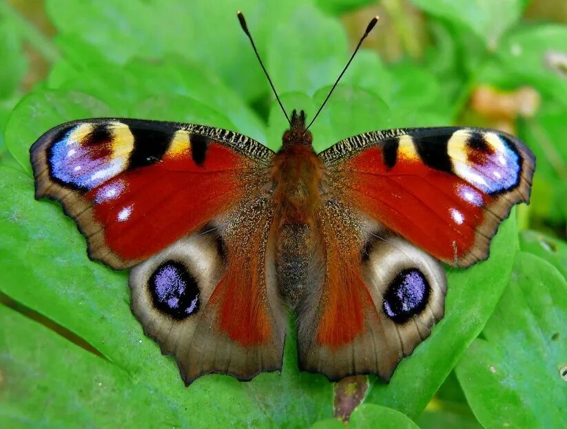 Бабочка Нимфалида. Нимфалида Орифия бабочка. Бабочка Шоколадница и павлиний глаз. Павлиний глаз Нимфалиды. Лепидоптеролог