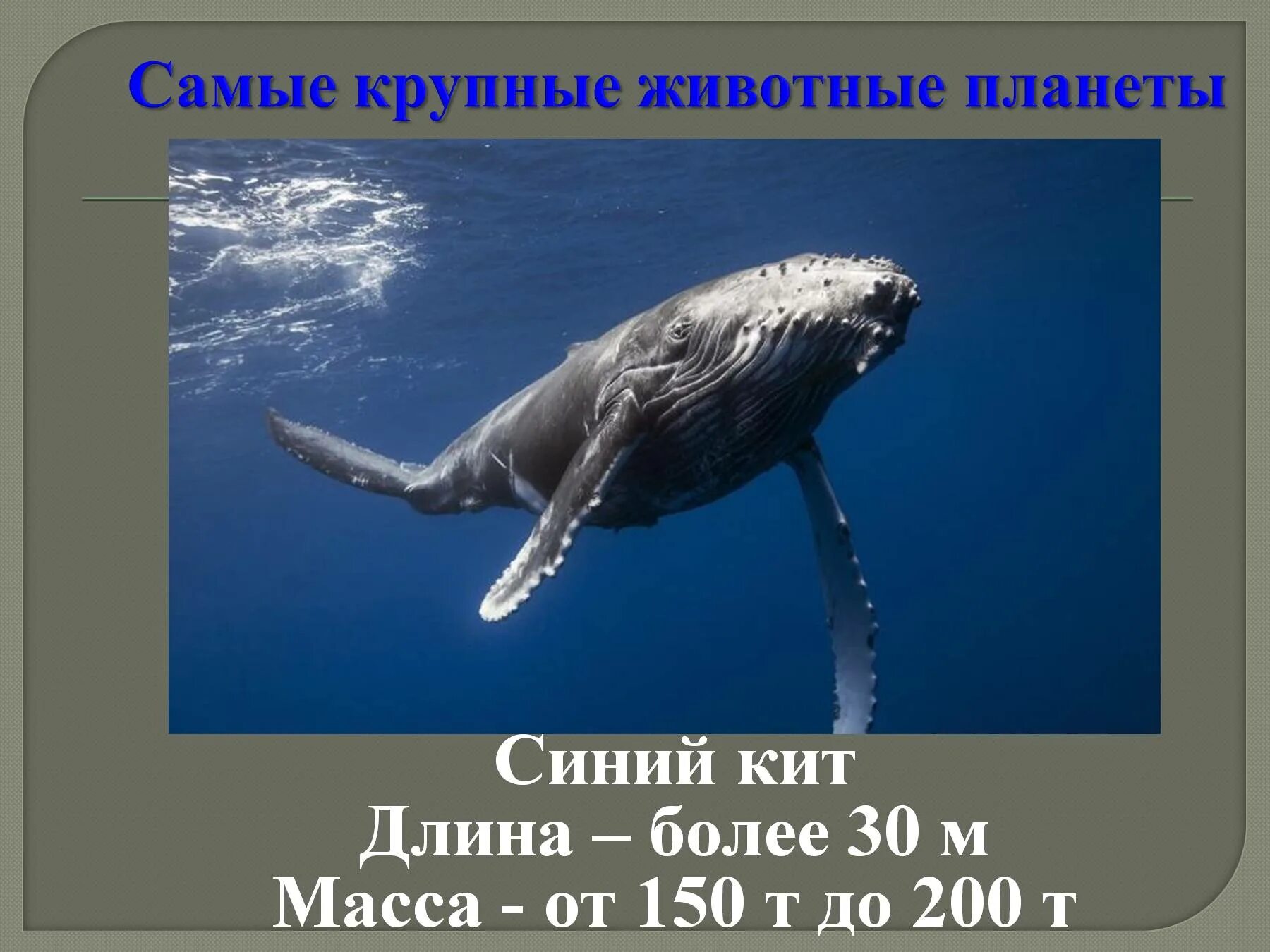 Масса самых крупных животных