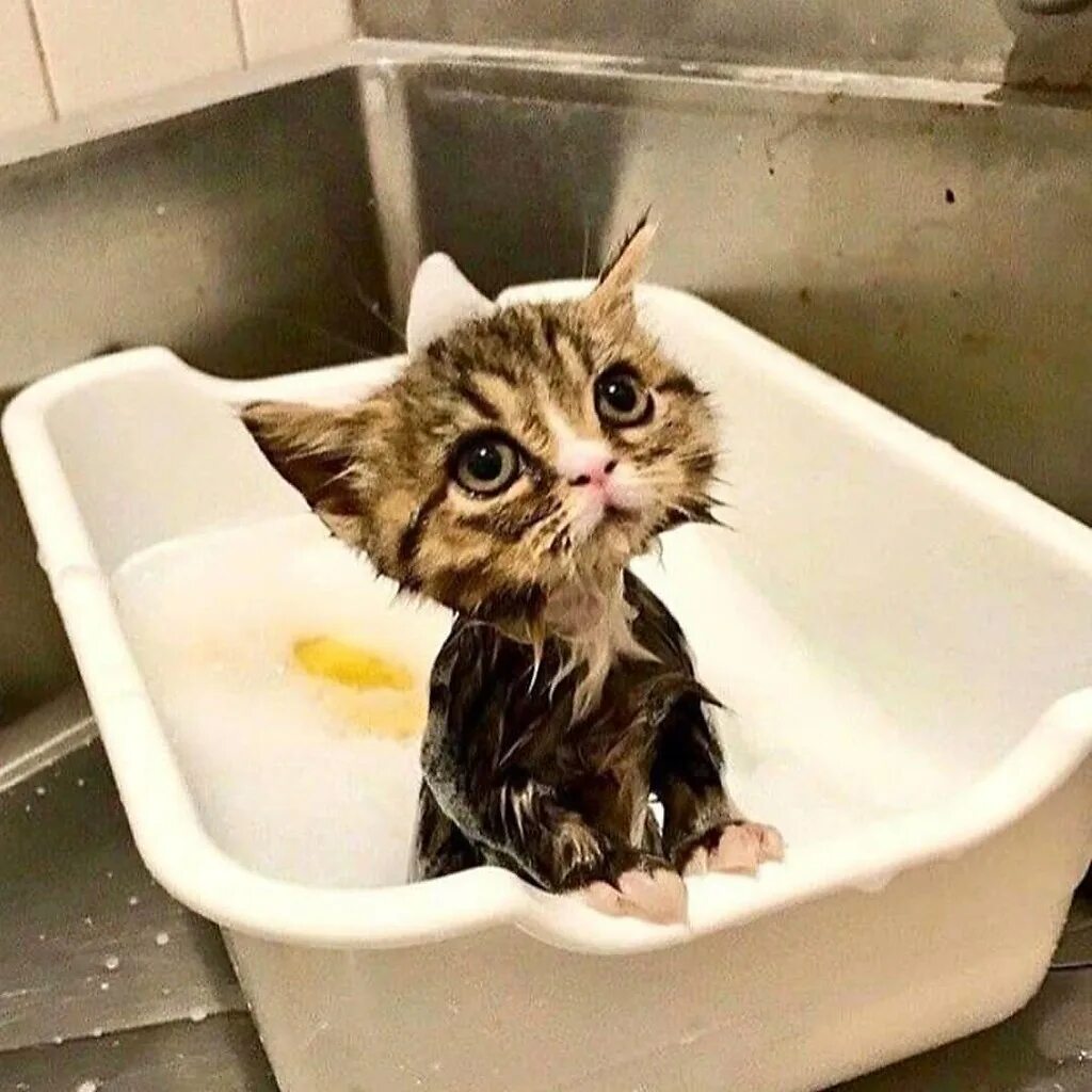 Мем мокрая. Котенок купается. мокрая кошка. кошка моется. мокрый котенок.