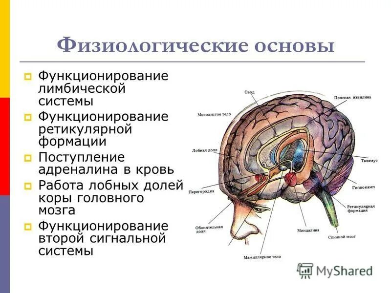 Лимбическая структура мозга