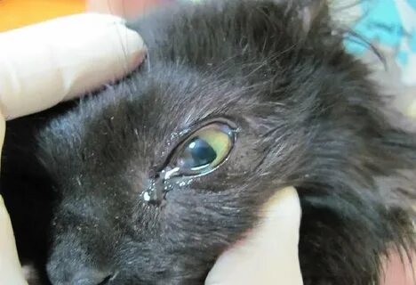 Хрипы у котенка
