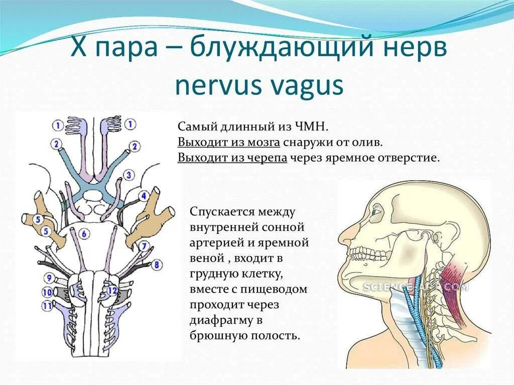 Блуждающий нерв рисунок. Блуждающий нерв схема. Внутричерепной ход блуждающего нерва. 10 Пара черепных нервов анатомия. Топография ядер блуждающего нерва.