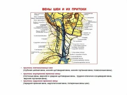 Притоки вен