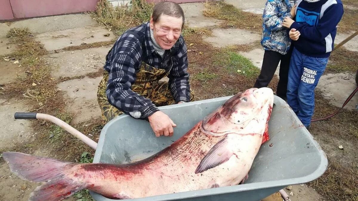 Рыбы на завтра мужчина. Толстолоб альбинос рыба. Гигантский толстолобик. Самый большой толстолобик. Самый большой толсоолоб.