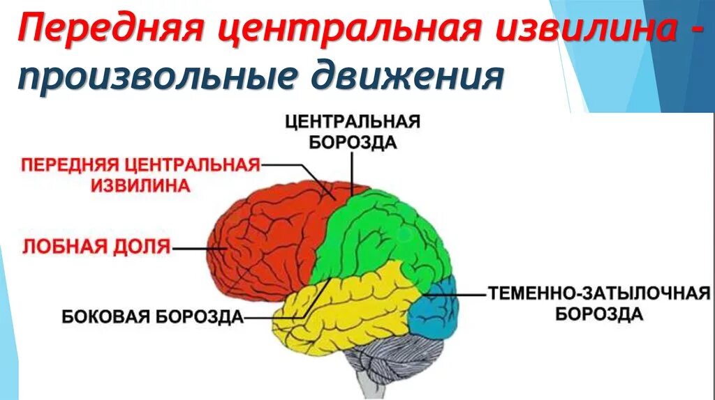 Передняя Центральная извилина лобной доли. Предцентральная извилина лобной доли. Задняя Центральная извилина мозга. Передние и задние центральные извилины. Задние доли мозга