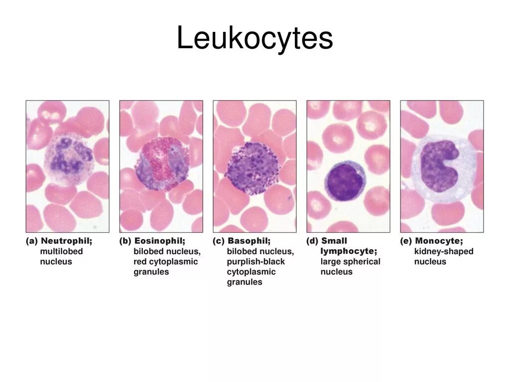 Клетки крови. Белые клетки крови. Лейкоциты. Leukocyte презентация. Патологические клетки крови не обнаружены