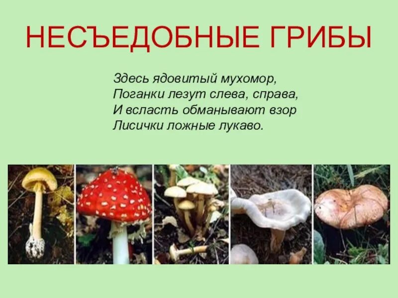 Несъедобные грибы. Название несъедобных грибов. Несъедобные грибы картинки. Несъедобные грибы названия.