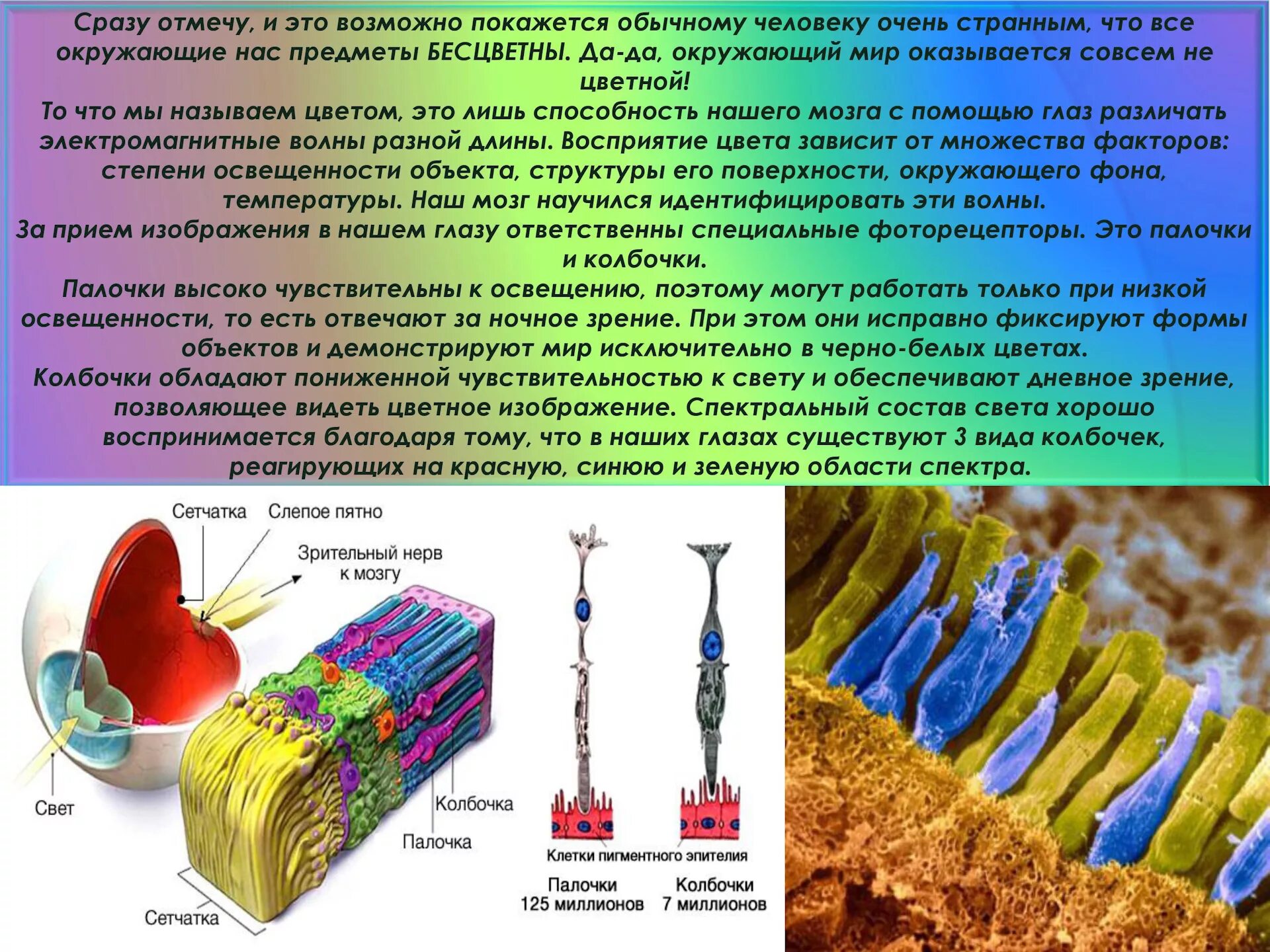 Палочки и колбочки сетчатки глаза расположены. Палочки и колбочки сетчатки функции. Строение глаза колбочки и палочки. Рецепторы сетчатки глаза колбочки и палочки.