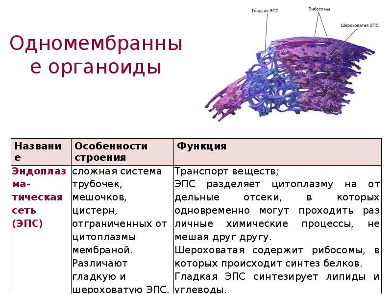 Функции эпс таблица. Эндоплазматическая сеть гладкая и шероховатая строение и функции. шероховатая эндоплазматическая сеть строение и функции таблица. гладкая эндоплазматическая сеть строение и функции. эндоплазматическая сеть строение свойства и функции.
